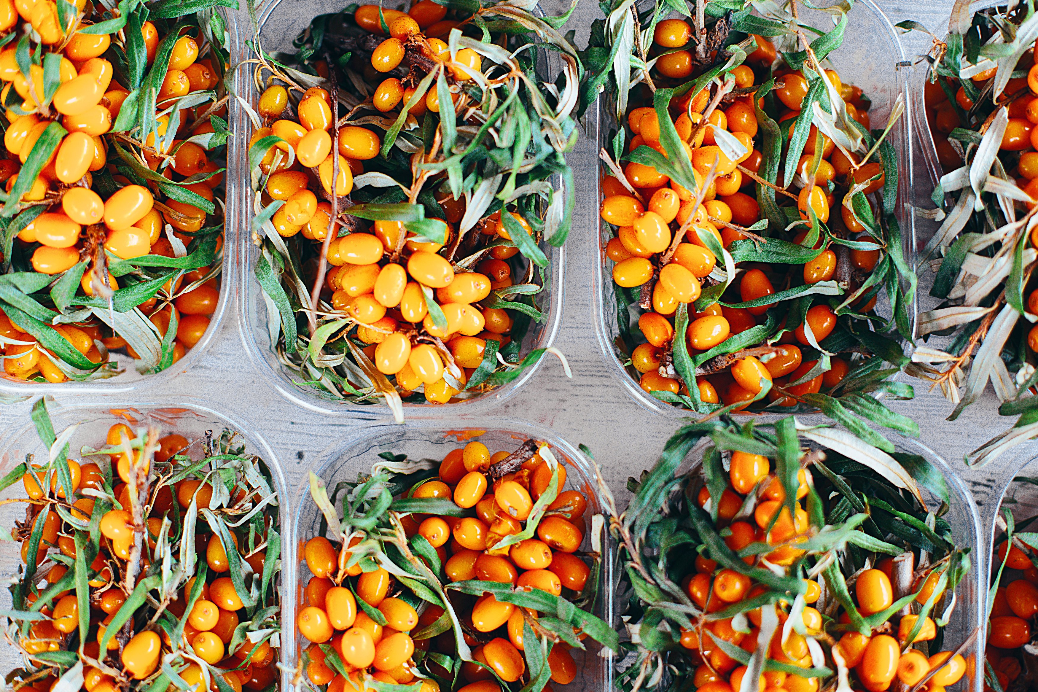 Portable Farm in Shipping Containers Crops