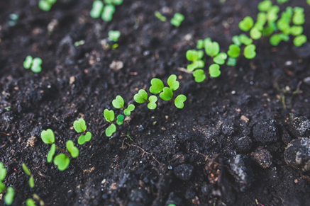 Crops in Portable Shipping Container Farms